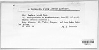 Septoria bromi image